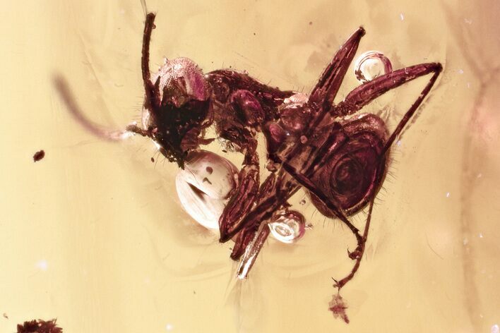 Detailed Fossil Ant (Formicidae) In Baltic Amber #346636